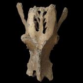 North Island giant moa | Kuranui. Pelvis. Holotype of Dinornis gazella (synonym). Specimen registration no. S.000107; image no. MA_I064684. Te Aute. Image &copy; Te Papa See Te Papa website: http://collections.tepapa.govt.nz/objectdetails.aspx?irn=253205&amp;term=S.000107