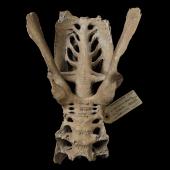 North Island giant moa | Kuranui. Pelvis. Holotype of Dinornis gazella (synonym). Specimen registration no. S.000107; image no. MA_I064685. Te Aute. Image &copy; Te Papa See Te Papa website: http://collections.tepapa.govt.nz/objectdetails.aspx?irn=253205&amp;term=S.000107