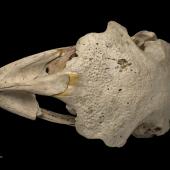 North Island giant moa | Kuranui. Skull (dorsal). Specimen registration no. S.000242; image no.MA_I251440. Tahora. Image &copy; Te Papa See Te Papa website: http://collections.tepapa.govt.nz/objectdetails.aspx?irn=254349&amp;term=S.000242