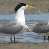 Crested tern. Two adults in full breeding plumage. Inskip Peninsula,  south-east Queensland, October 2007. Image &copy; Dorothy Pashniak by Dorothy Pashniak