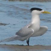 Crested tern. Adult in breeding plumage displaying . Inskip Peninsula,  south-east Queensland, October 2007. Image &copy; Dorothy Pashniak by Dorothy Pashniak