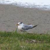 Crested tern. Non-breeding adult. Waipu Cove, September 2014. Image &copy; Robyn Davies by Robyn Davies