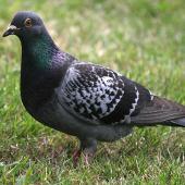 Rock pigeon. Adult showing iridescent neck feathers. Wanganui, January 2008. Image &copy; Ormond Torr by Ormond Torr