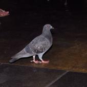 Rock pigeon. Adult walking into cafe. Wellington, January 2007. Image &copy; Peter Reese by Peter Reese