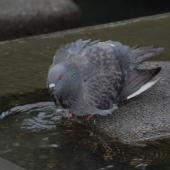 Rock pigeon. Bathing. Wellington, January 2007. Image &copy; Peter Reese by Peter Reese