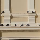 Rock pigeon. Group resting on city building ledge. Wellington, September 2008. Image &copy; Peter Reese by Peter Reese
