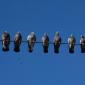 Rock pigeon. Adults perched on power line. Wellington, June 2009. Image &copy; Peter Reese by Peter Reese