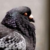 Rock pigeon. Adult resting in sun. Wellington, January 2007. Image &copy; Peter Reese by Peter Reese