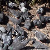 Rock pigeon. Flock feeding on ground. Wellington, November 2009. Image &copy; Peter Reese by Peter Reese