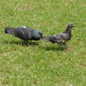 Rock pigeon. Male on left courting female. Auckland, January 2007. Image &copy; Peter Reese by Peter Reese