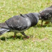 Rock pigeon. Male on left displaying to female. Auckland, January 2007. Image &copy; Peter Reese by Peter Reese