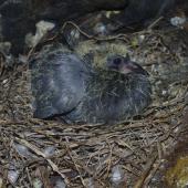 Rock pigeon. Chick in nest in sea cave. Mana Island, November 2018. Image &copy; Colin Miskelly by Colin Miskelly
