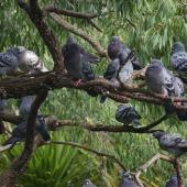 Rock pigeon. Flock roosting in tree. Auckland Domain. Image &copy; Noel Knight by Noel Knight
