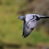 Rock pigeon. Dorsal view of adult in flight. Wanganui, May 2012. Image &copy; Ormond Torr by Ormond Torr
