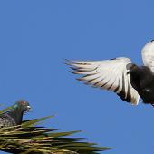 Rock pigeon | Kererū aropari. Ventral view of adult in flight. Wanganui, March 2012. Image &copy; Ormond Torr by Ormond Torr