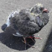 Rock pigeon | Kererū aropari. Fledgling. Thorndon, Wellington, January 2023. Image &copy; Alan Tennyson by Alan Tennyson