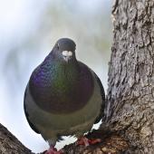 Rock pigeon. Adult in a tree. Flat Bush, Auckland, October 2014. Image &copy; Marie-Louise Myburgh by Marie-Louise Myburgh
