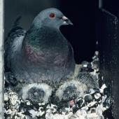 Rock pigeon. Adult at nest with 2 chicks. Christchurch, October 1988. Image &copy; Peter Reese by Peter Reese