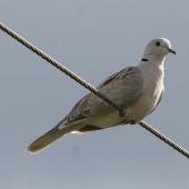 Barbary dove. Adult perching on power line. Hastings, December 2008. Image &copy; Duncan Watson by Duncan Watson