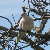 Barbary dove. Front view of perching adult showing fluffed up feathers. North Shore, Auckland, September 2012. Image &copy; Josie Galbraith by Josie Galbraith