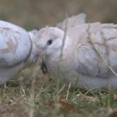 Barbary dove. Juvenile feeding with probable parent . Mangere Bridge, December 2015. Image &copy; George Curzon-Hobson by George Curzon-Hobson