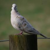 Barbary dove. Adult with head facing forward. Ayrlies Gardens, Whitford. Image &copy; Noel Knight by Noel Knight