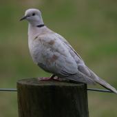 Barbary dove. Adult perched on fence post. Ayrlies Gardens, Whitford. Image &copy; Noel Knight by Noel Knight