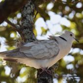 Barbary dove. Adult. Howick Beach, Auckland, May 2018. Image &copy; Marie-Louise Myburgh by Marie-Louise Myburgh