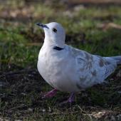 Barbary dove. Adult. Howick Beach, Auckland, May 20128. Image &copy; Marie-Louise Myburgh  by Marie-Louise Myburgh