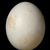 Barbary dove. Egg 29.2 x 23.4 mm (NMNZ OR.021255). . Image &copy; Te Papa by Jean-Claude Stahl