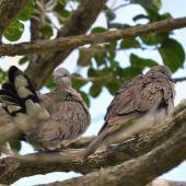 Spotted dove. A pair, high up in a tree. Omana Regional Park, Maraetai, Auckland, April 2015. Image &copy; Marie-Louise Myburgh by Marie-Louise Myburgh