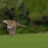 Spotted dove. Adult in flight. North Shore, Auckland, September 2011. Image &copy; Peter Reese by Peter Reese