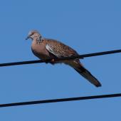 Spotted dove. Adult perched on power line. North Shore, Auckland, December 2007. Image &copy; Peter Reese by Peter Reese
