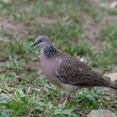 Spotted dove. Adult. Sunshine Coast, Queensland, Australia, August 2010. Image &copy; Sonja Ross by Sonja Ross