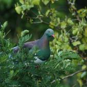 New Zealand pigeon. Adult showing camouflage effect. Tawa, August 2012. Image &copy; Sharon Gamble by Sharon Gamble