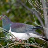 New Zealand pigeon. Feeding on tree lucerne. Maud Island, September 2008. Image &copy; Peter Reese by Peter Reese