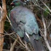 Kererū | New Zealand pigeon. Dorsal view of juvenile. Kapiti Island. Image &copy; Peter Reese by Peter Reese