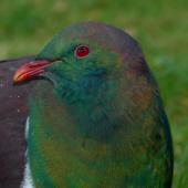New Zealand pigeon. Close view of head. Kapiti Island, July 2010. Image &copy; Peter Reese by Peter Reese