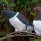 New Zealand pigeon. Perching pair. Maud Island, September 2008. Image &copy; Peter Reese by Peter Reese