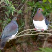 New Zealand pigeon. Adult pair. Maud Island, September 2008. Image &copy; Peter Reese by Peter Reese