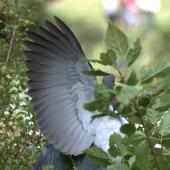 New Zealand pigeon. Adult bird - close view of underwing. Karori Sanctuary / Zealandia, January 2016. Image &copy; George Curzon-Hobson by George Curzon-Hobson