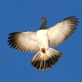 New Zealand pigeon. Display flight. Wanganui, January 2008. Image &copy; Ormond Torr by Ormond Torr