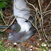 New Zealand pigeon. Pair mating on ground. Judgeford, Wellington, January 2017. Image &copy; Tony Tomlin by Tony Tomlin