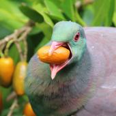 Kererū | New Zealand pigeon. Adult consuming karaka fruit. Kapiti Island, January 2018. Image &copy; Geoff de Lisle by Geoff de Lisle