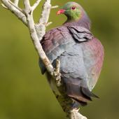 Kererū | New Zealand pigeon. Adult, dorsal view. Wellington, September 2015. Image &copy; Arindam Bhattacharya by Arindam Bhattacharya © www.ArindamBhattacharya.com