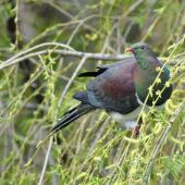 Kererū | New Zealand pigeon. Adult in willow tree. South Auckland, September 2014. Image &copy; Marie-Louise Myburgh by Marie-Louise Myburgh