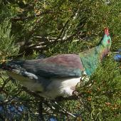 Kererū | New Zealand pigeon. Adult feeding on kahikatea fruit. Otari - Wilton's Bush, Wellington, April 2017. Image &copy; Jean-Claude Stahl by Jean-Claude Stahl