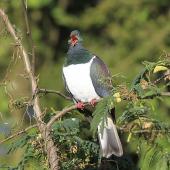 Kererū | New Zealand pigeon. Adult showing red gape. Mid-north, July 2012. Image &copy; Jenny Atkins by Jenny Atkins Jenny Atkinswww.jennifer-m-pics.ifp3.com