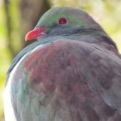 New Zealand pigeon. Adult. Catlins, June 2011. Image &copy; Cheryl Pullar by Cheryl Pullar