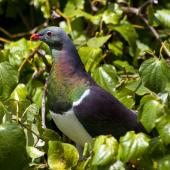 New Zealand pigeon. Adult feeding on kawakawa fruit. Maud Island, January 2014. Image &copy; David Rintoul by David Rintoul